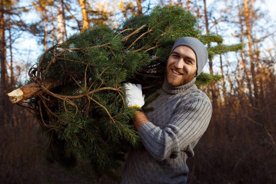 tannenbaum im büro