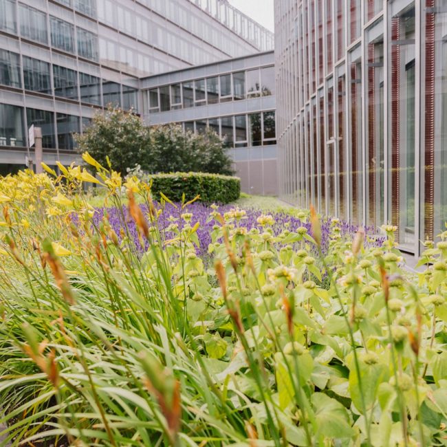 dkv köln leonhards gebäudebegrünung