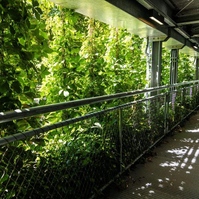 wilo dortmund fassadenbegrünung leonhards